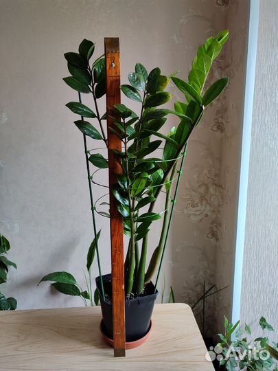 Замиокулькас