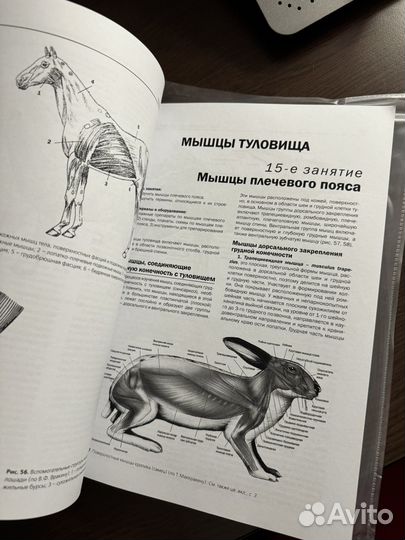 Анатомия продуктивных животных Кубатбеков Оганов