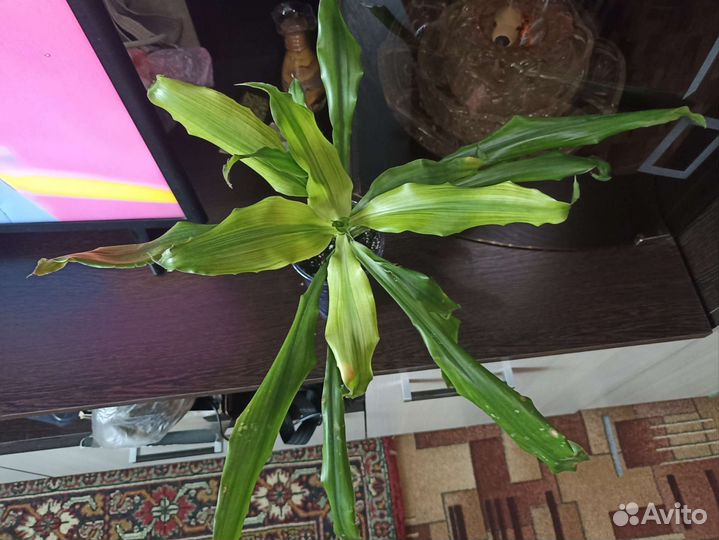 Драцена душистая Голден Кост