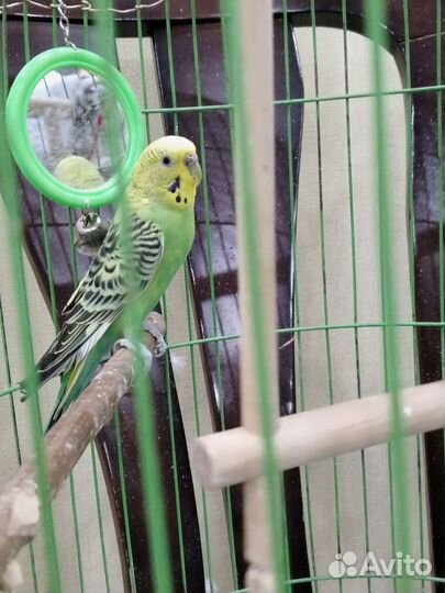 Волнистый попугай с клеткой