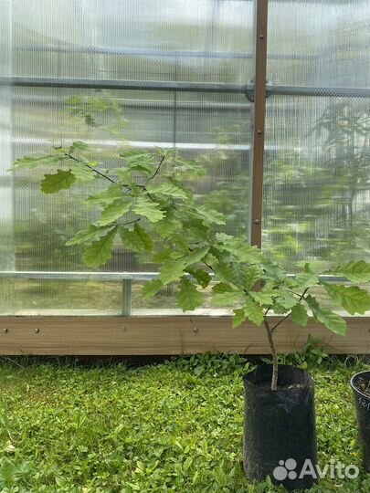 Дуб обыкновенный