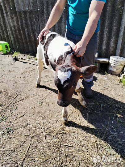 Бычок молочник