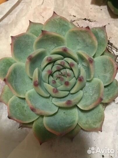 Кактусы и суккуленты для флорариума