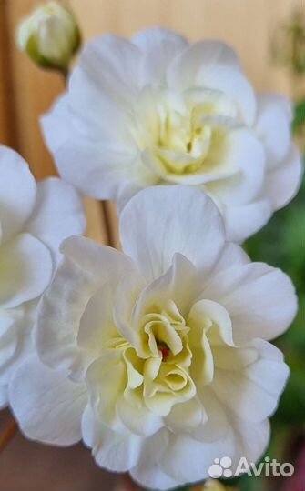 Пеларгония Та Лимончелло