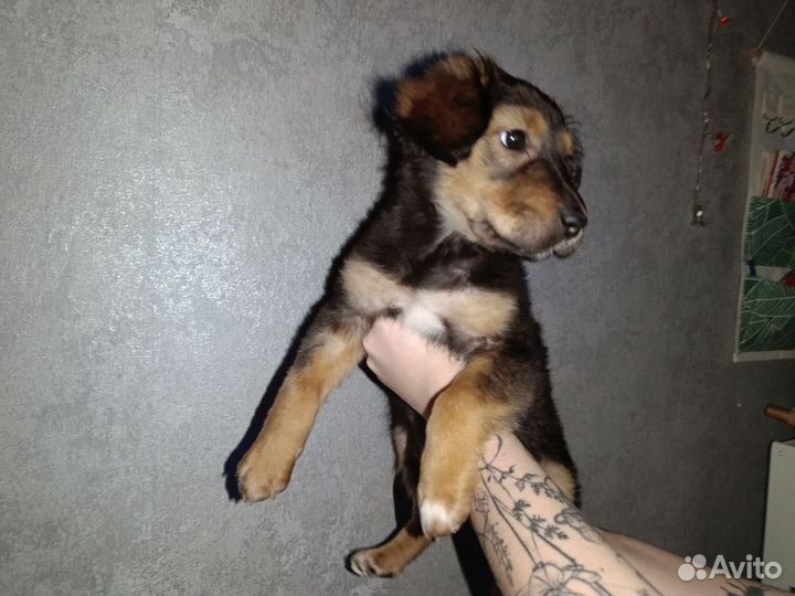 Девочка щенок коротколапик