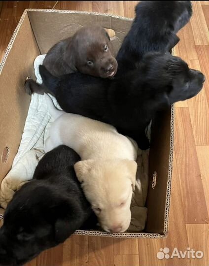 Щенки лабрадора