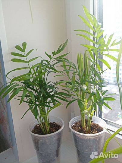 Хамедорея, юкка