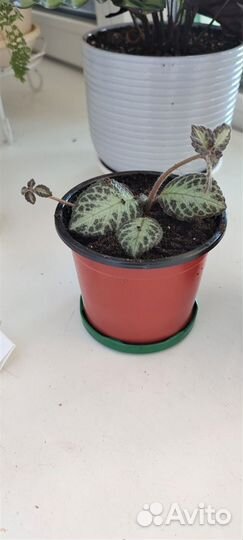 Цветы комнатные - Эписция