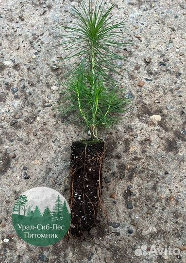 Сеянцы зкс Сосна Ель Лиственница окс Голуб Горн