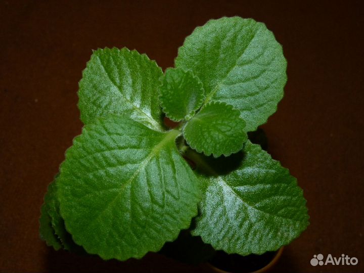 Мята комнатная(Plectranthus hadiensis