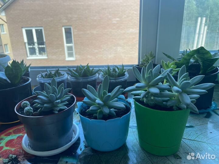 Суккулент эхеверия