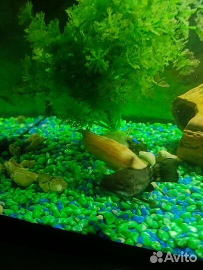 Аквариум с тумбой и рыбками