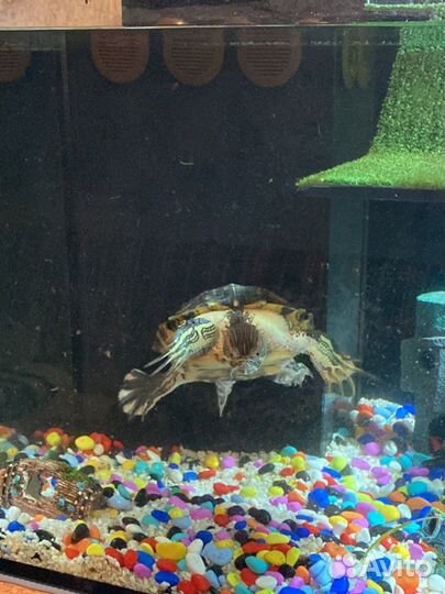 Черепашка красноухая