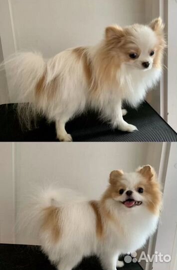 Грумер на дом