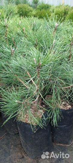 Крымская сосна