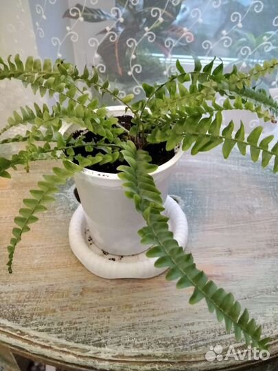 Папоротник нефролепис Бостон компакта