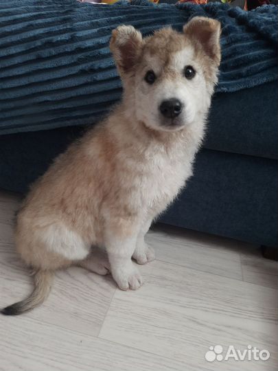 Щенок в добрые руки бесплатно