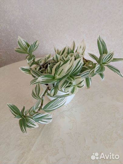 Традисканция Альба