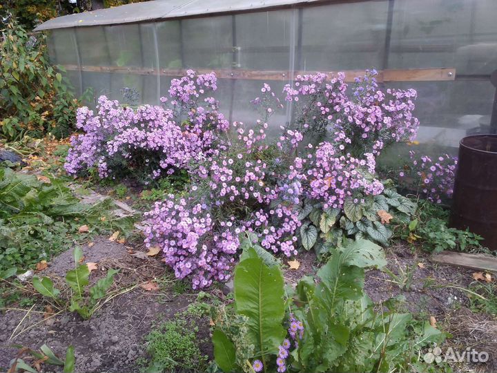 Брунера, бадан, астра многол. малина