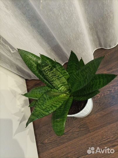 Сансевиерия Ханни Грин крупная