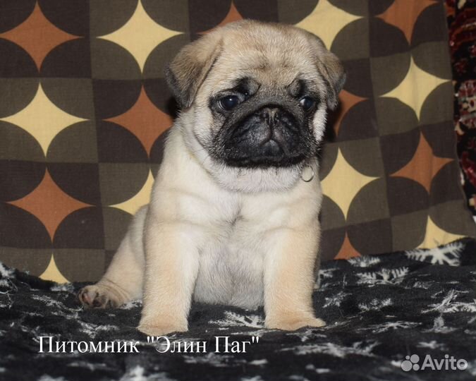 Щенки мопса