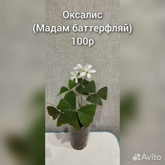Кислица оксалис