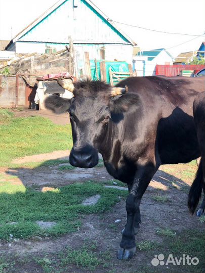 Племенные коровы