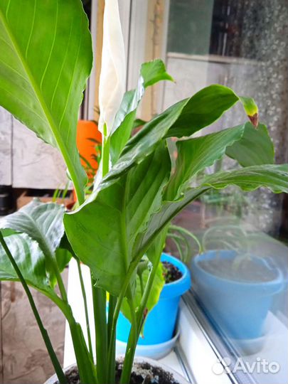 Спатифиллум пикассо