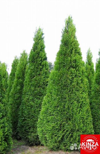 Туя смарагд