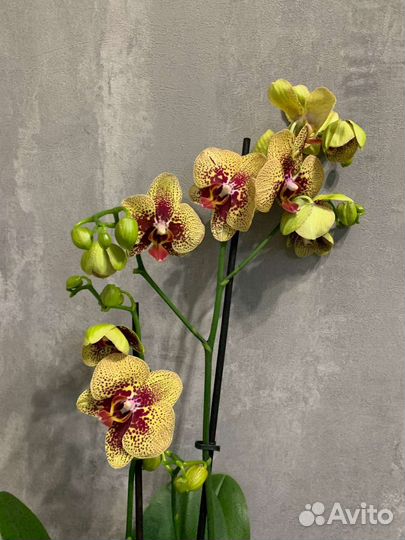 Орхидея фаленопсис