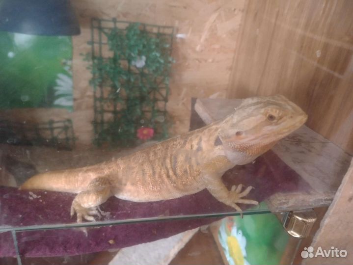 Бородатая агама с террариумом