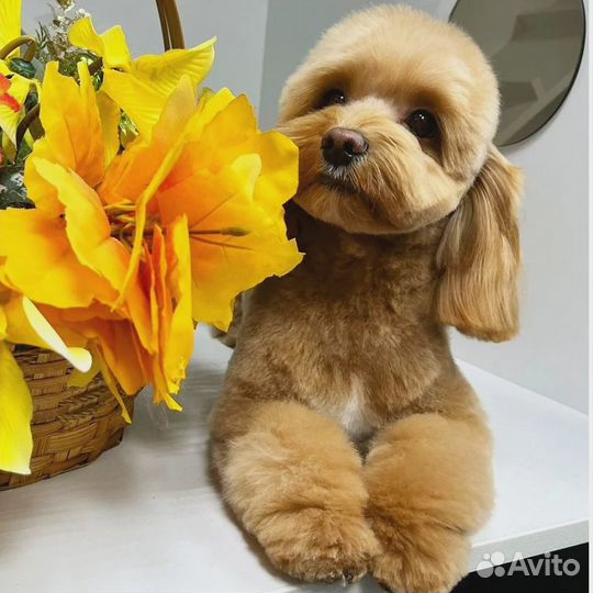 Стрижка собак и кошек, груминг, экспресс-линька