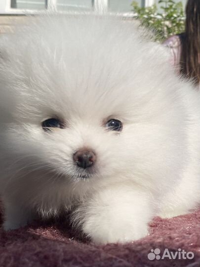 Белый померанский шпиц