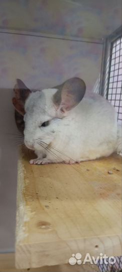 Шиншилла предзаказ