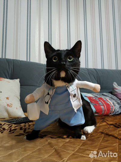 Костюм Доктор для кота