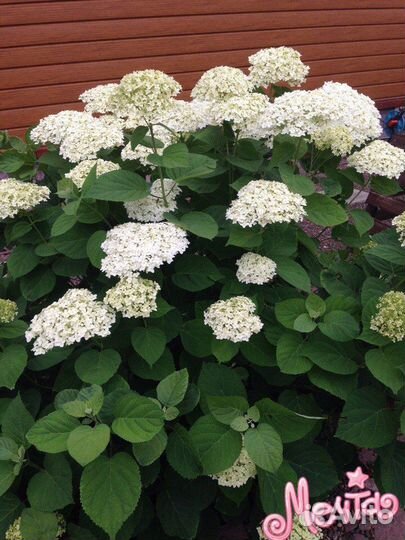 Гортензия Анабель, лаконос, посконник