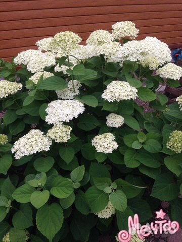 Гортензия Анабель, лаконос, посконник