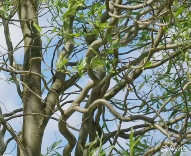 Саженцы Ива,полынь,форзиция,княжик,сирень,клематис