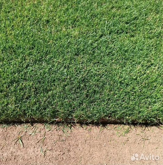 Рулонный газон