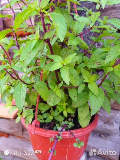 Мята сортовая