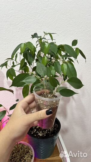 Фикус бенджамина