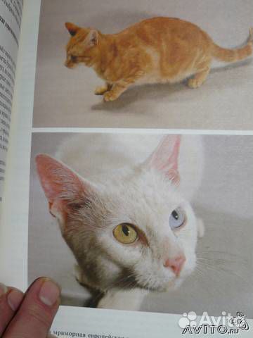 Атлас пород кошек Ян Варжейчко