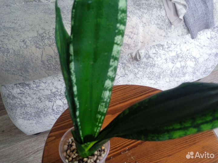 Сансевиерия
