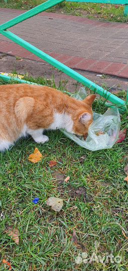 Котик бездомный
