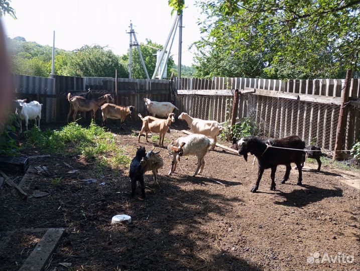 Коза нубийская, ламанча и заанинская