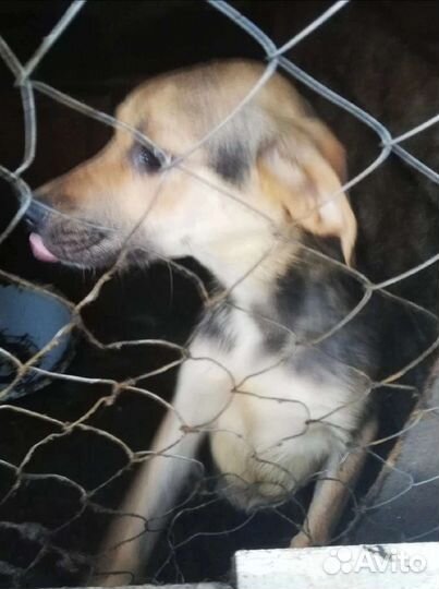 Андреевна ищет дом