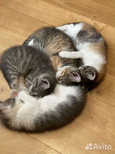Отдам ласковых котят в хорошие руки