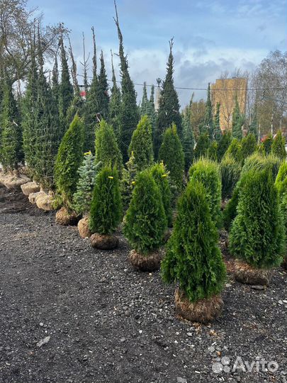 Туя Литл Гиант