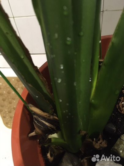 Спатифиллум сенсация