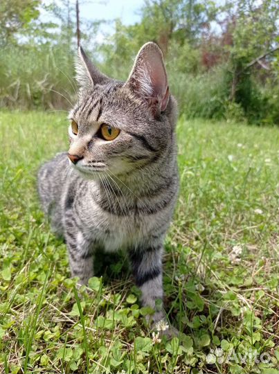 Кошка в дар